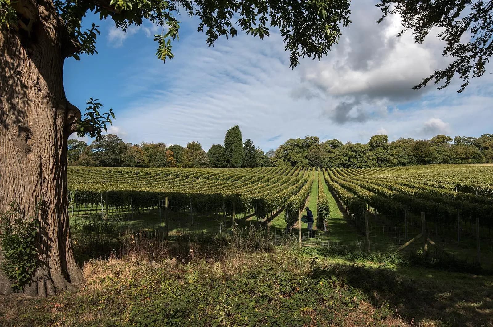Mountfield — image 3