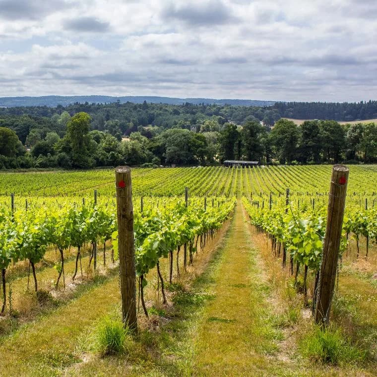 Vineyard at Albury