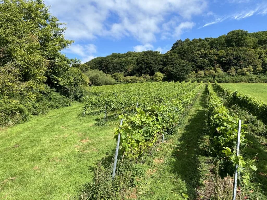 Vineyard at Abberley Hills
