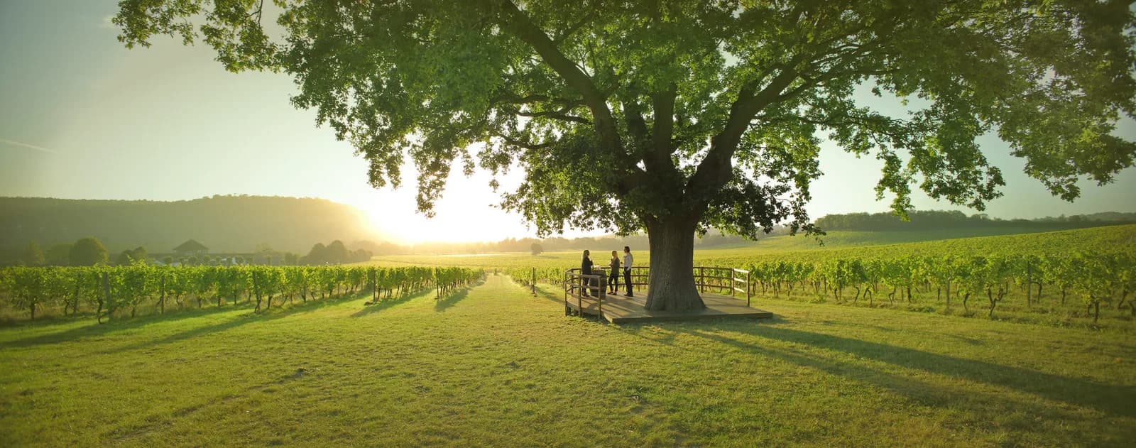 Denbies Wine Estate — image 3