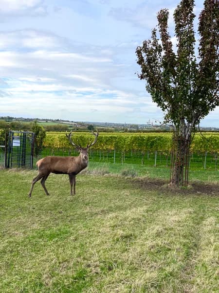 Deer Park — image 3