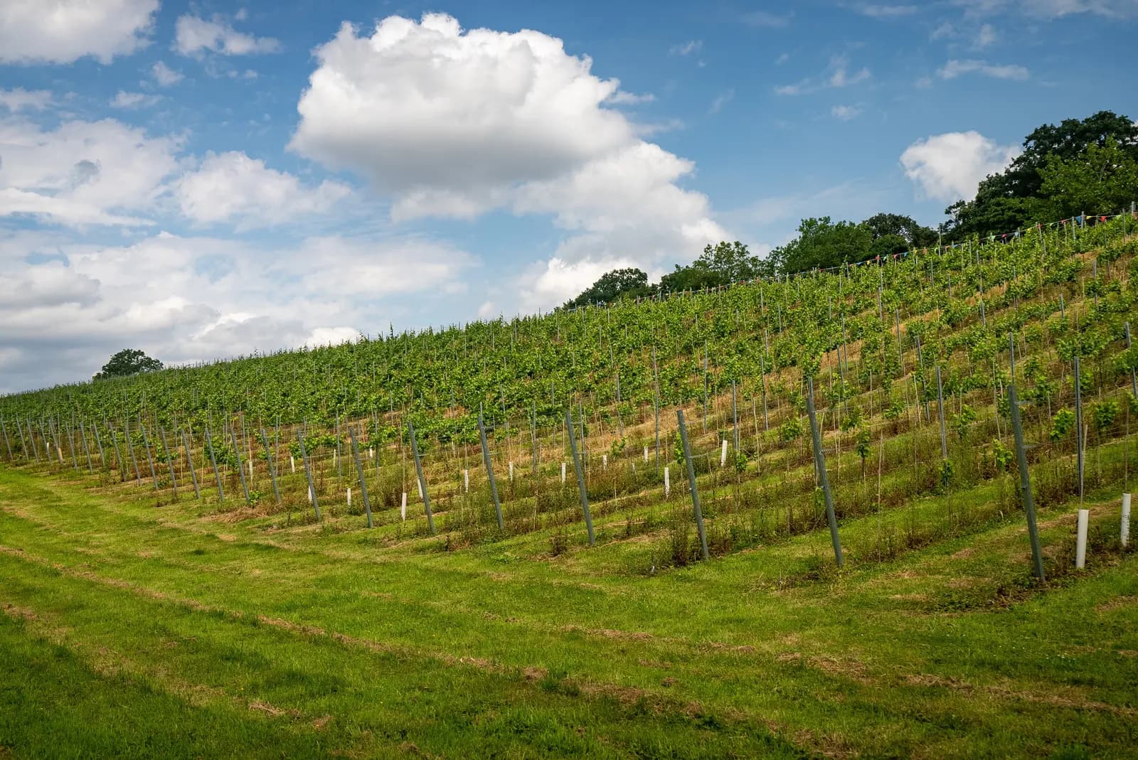 Vines of Cheshire — image 2