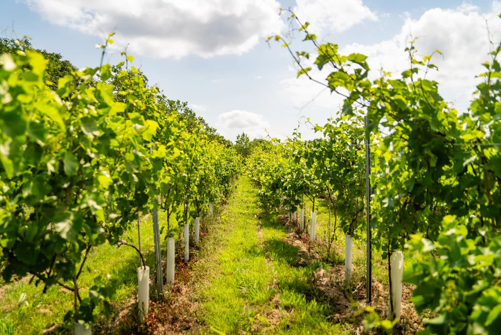 Vines of Cheshire — image 3