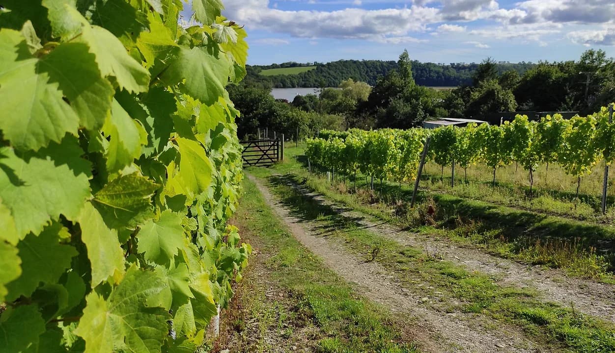 Tamar Valley — image 2