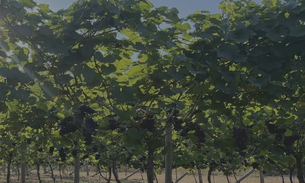 Woodvalley — image 3