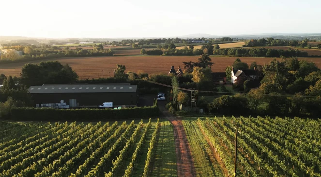 Vineyard at 1276