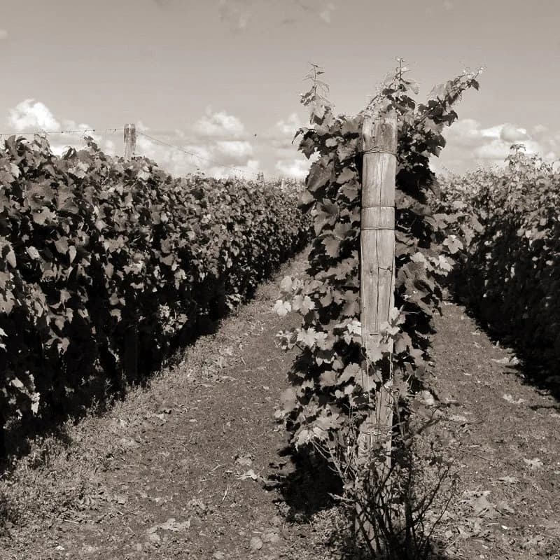 Barnsole — image 2