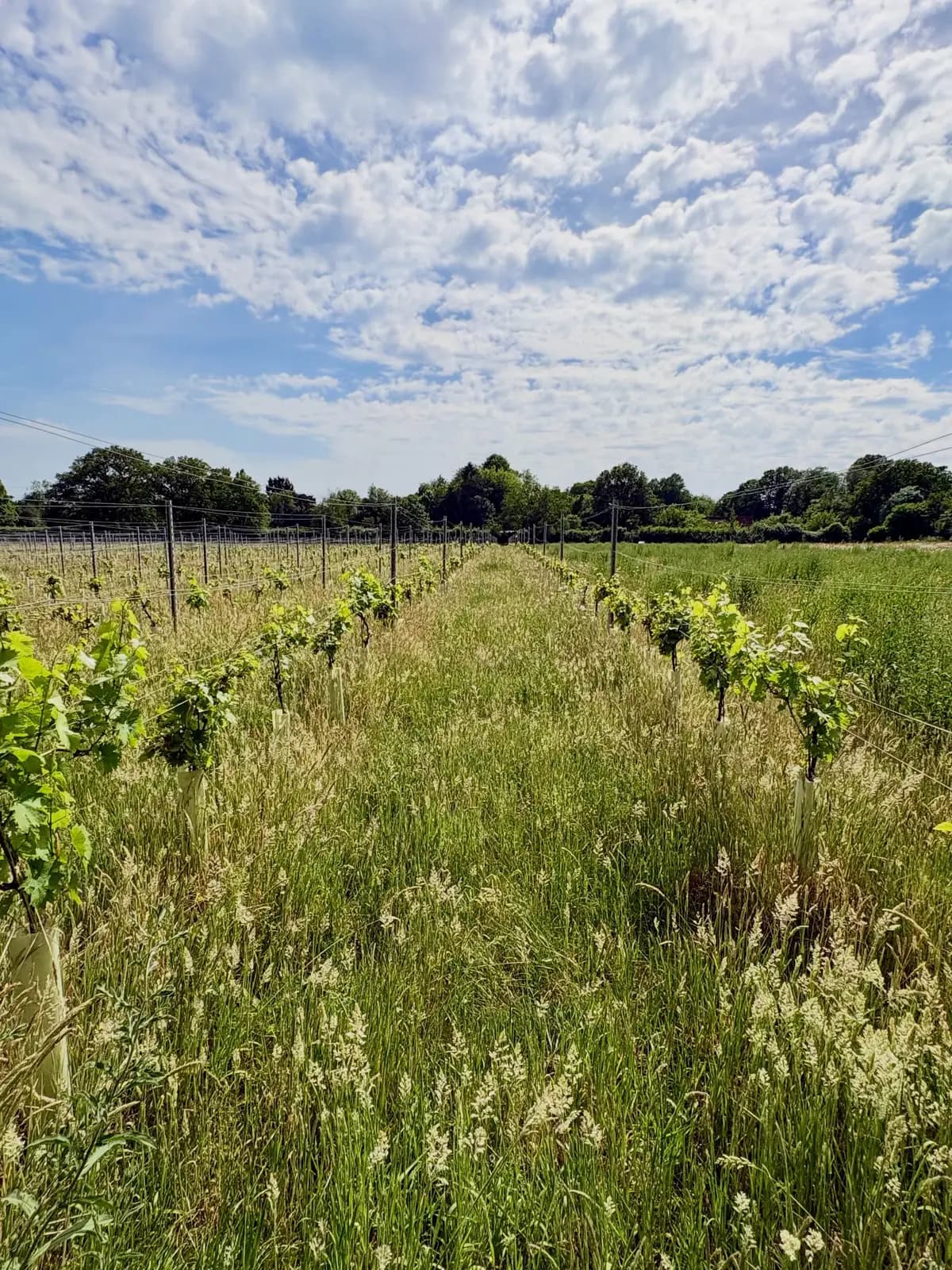 Woodfine Wine (Newbarn Farm) — image 3