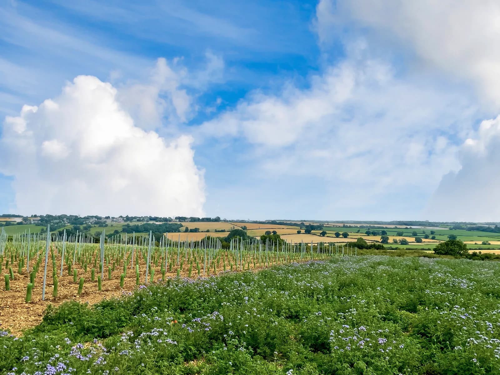 The Rutland Vineyard — image 2