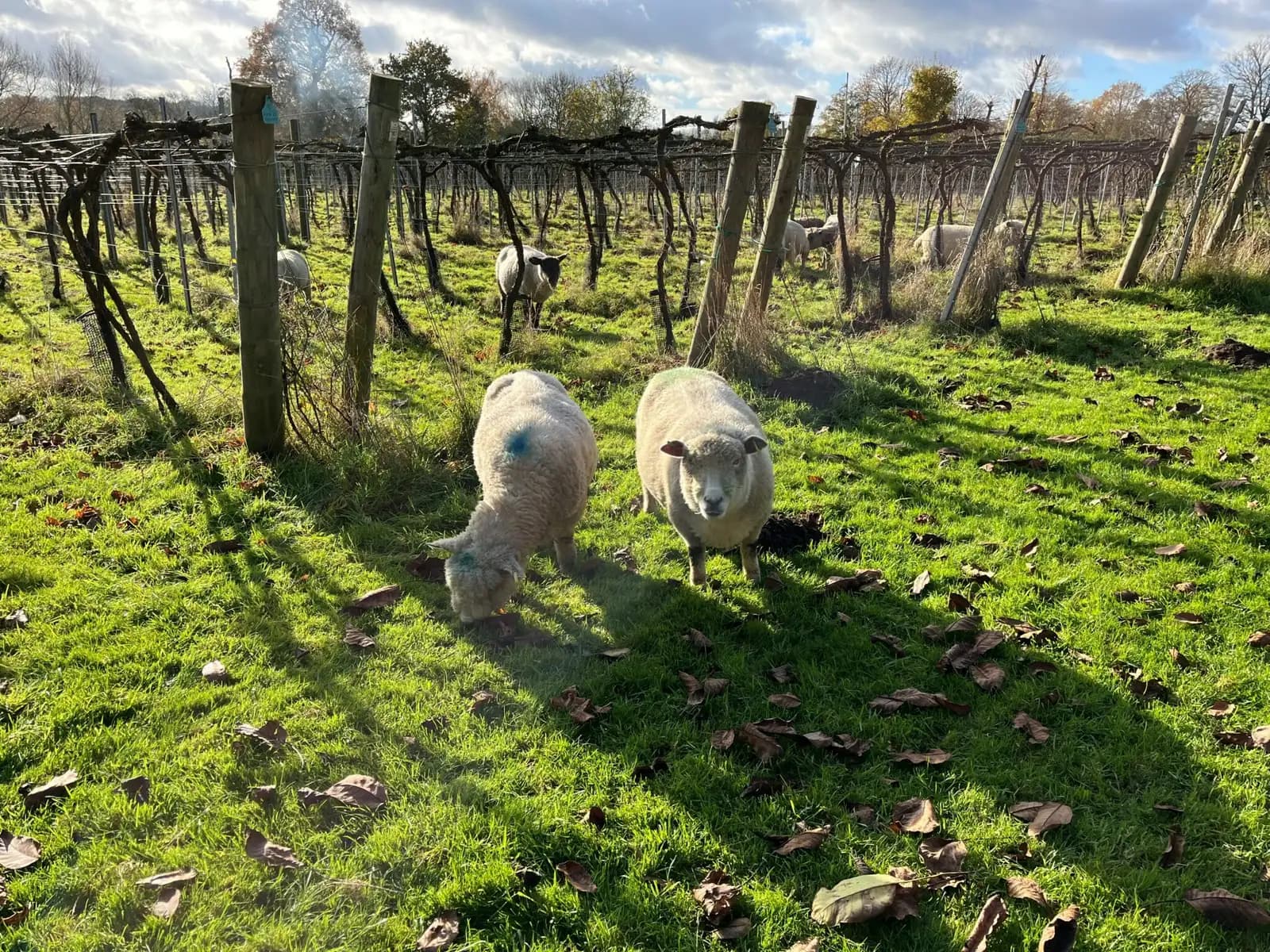 Rothley — image 2