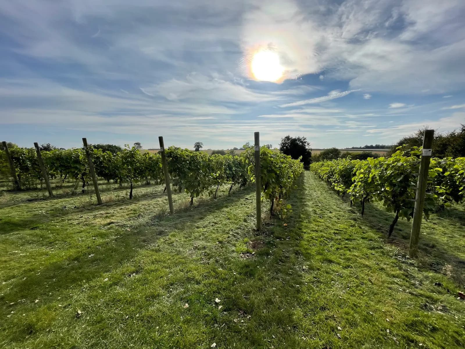 Stonyfield at Painters Vineyard — image 3