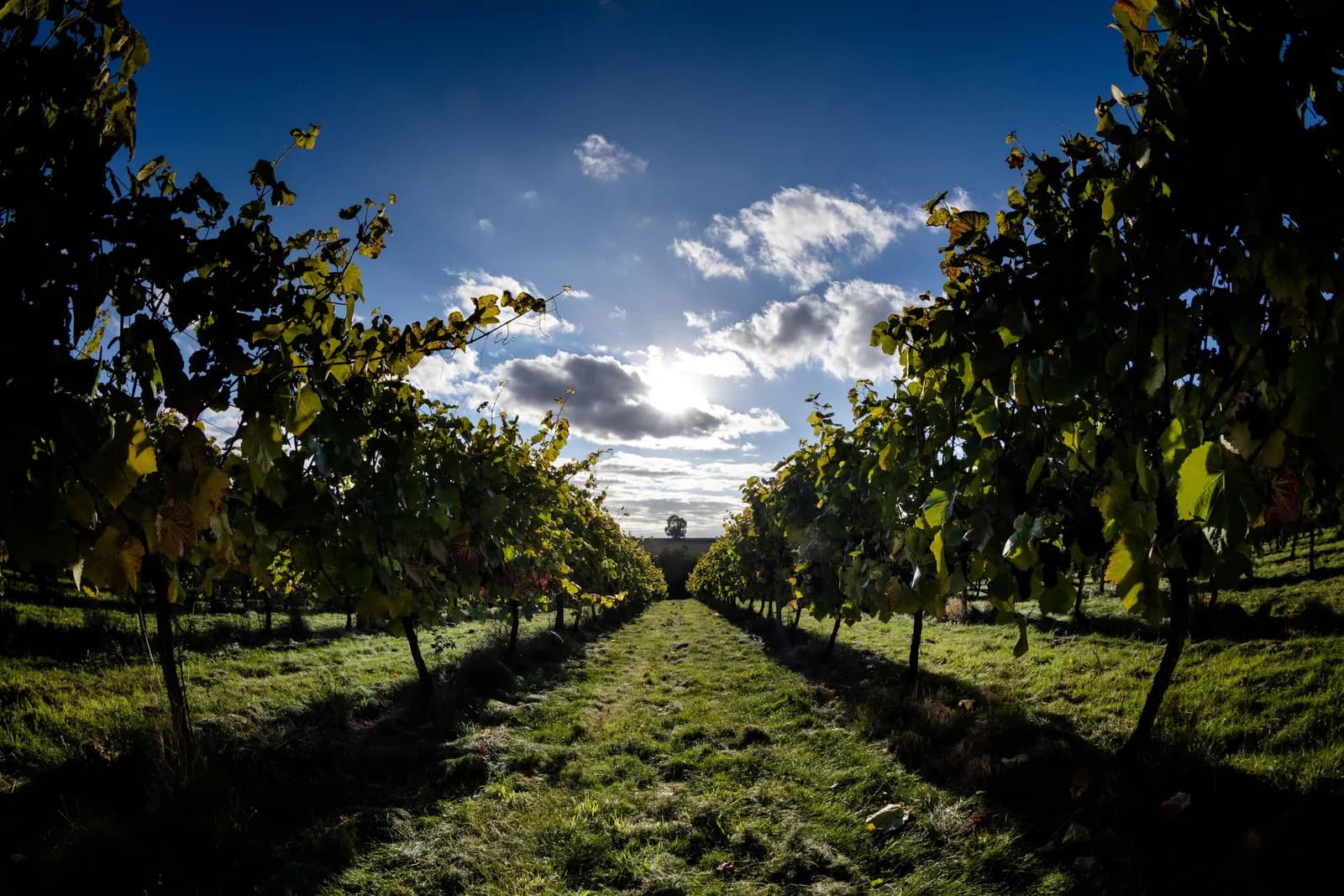 Stonyfield at Painters Vineyard — image 2