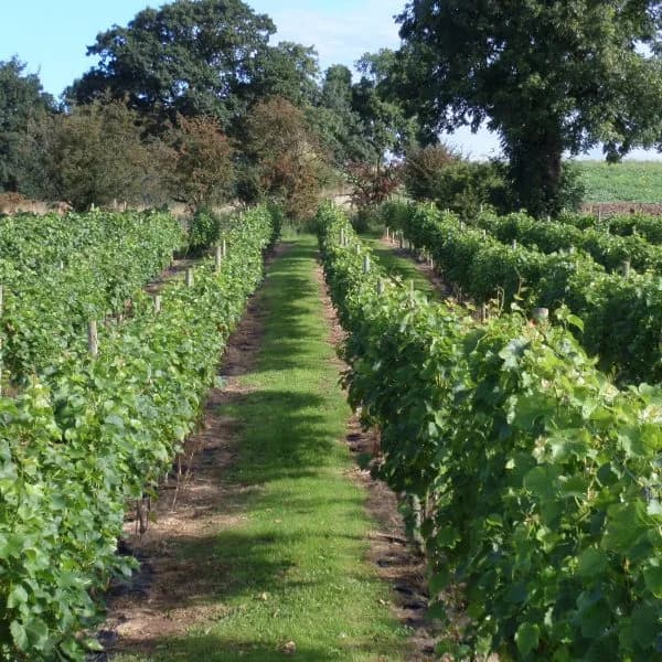 Grove — image 2
