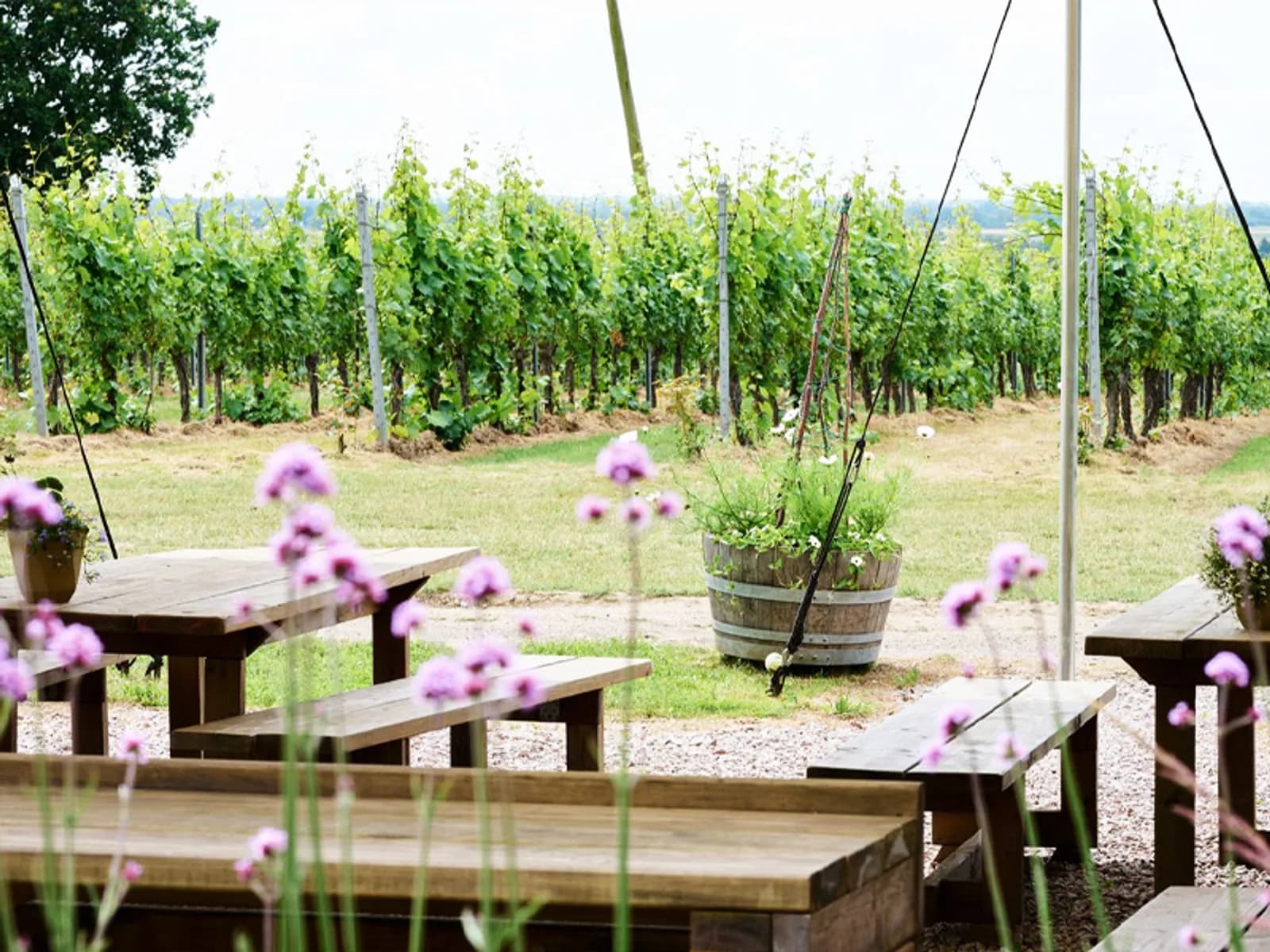 Gusbourne — image 3