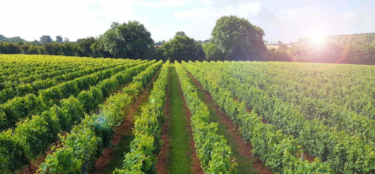 Vineyard at Chafor