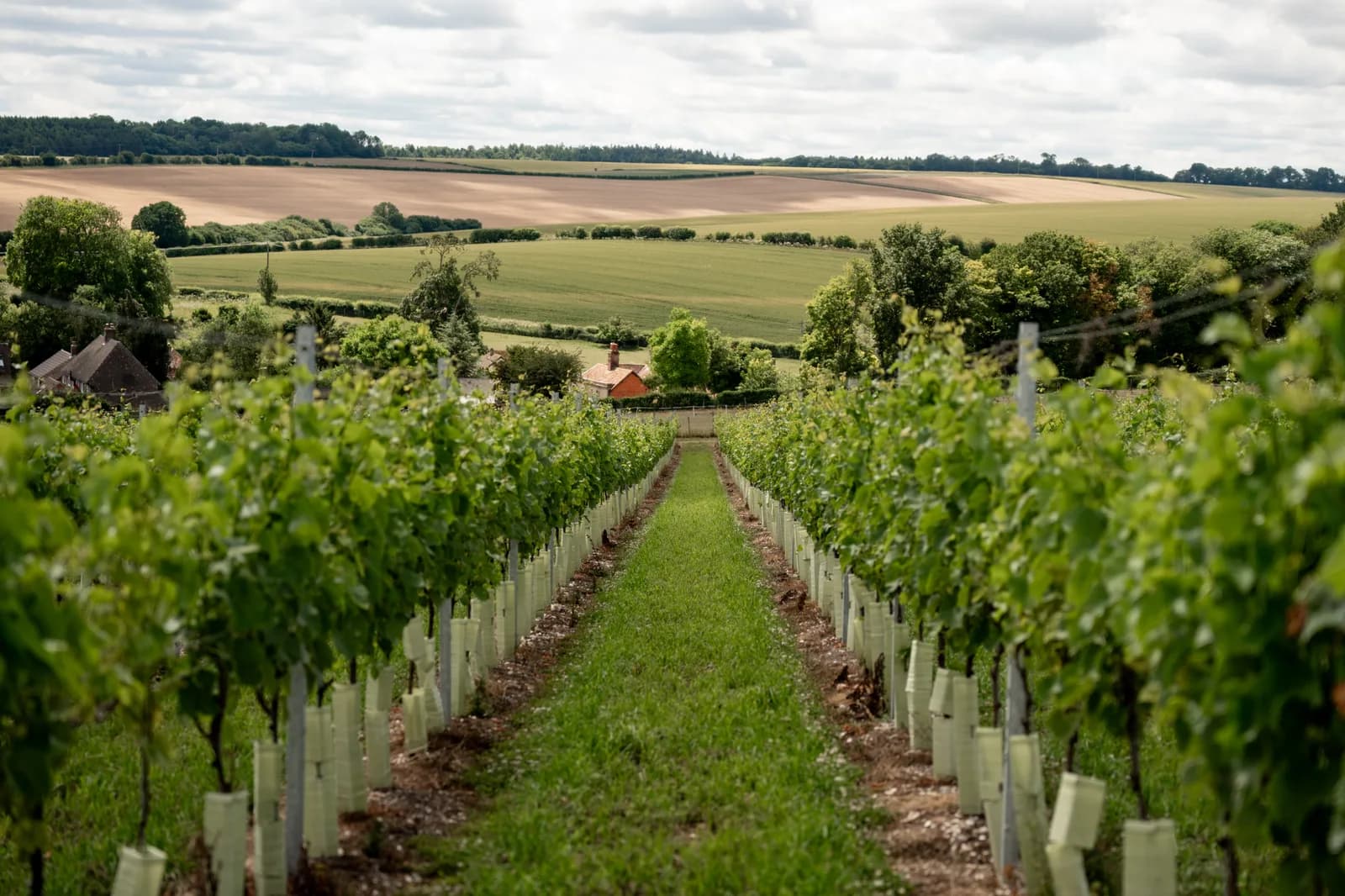 Vineyard at Rowles