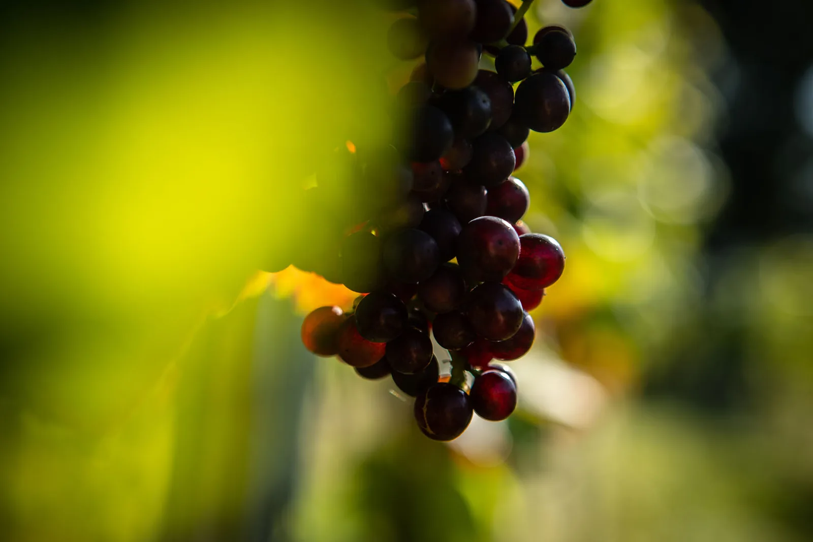 Knotfield Vines — image 3
