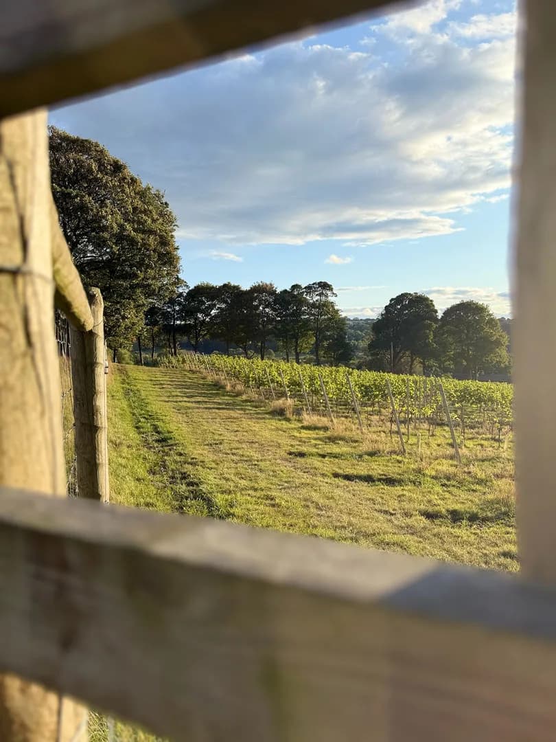 Knotfield Vines — image 2