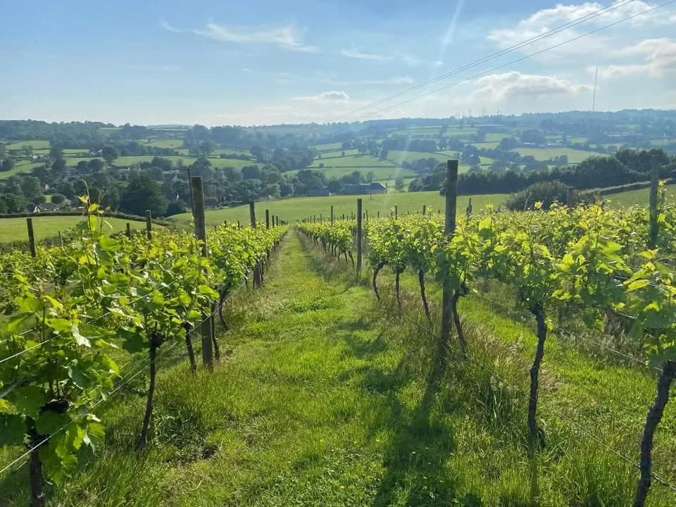 Dalwood — image 2