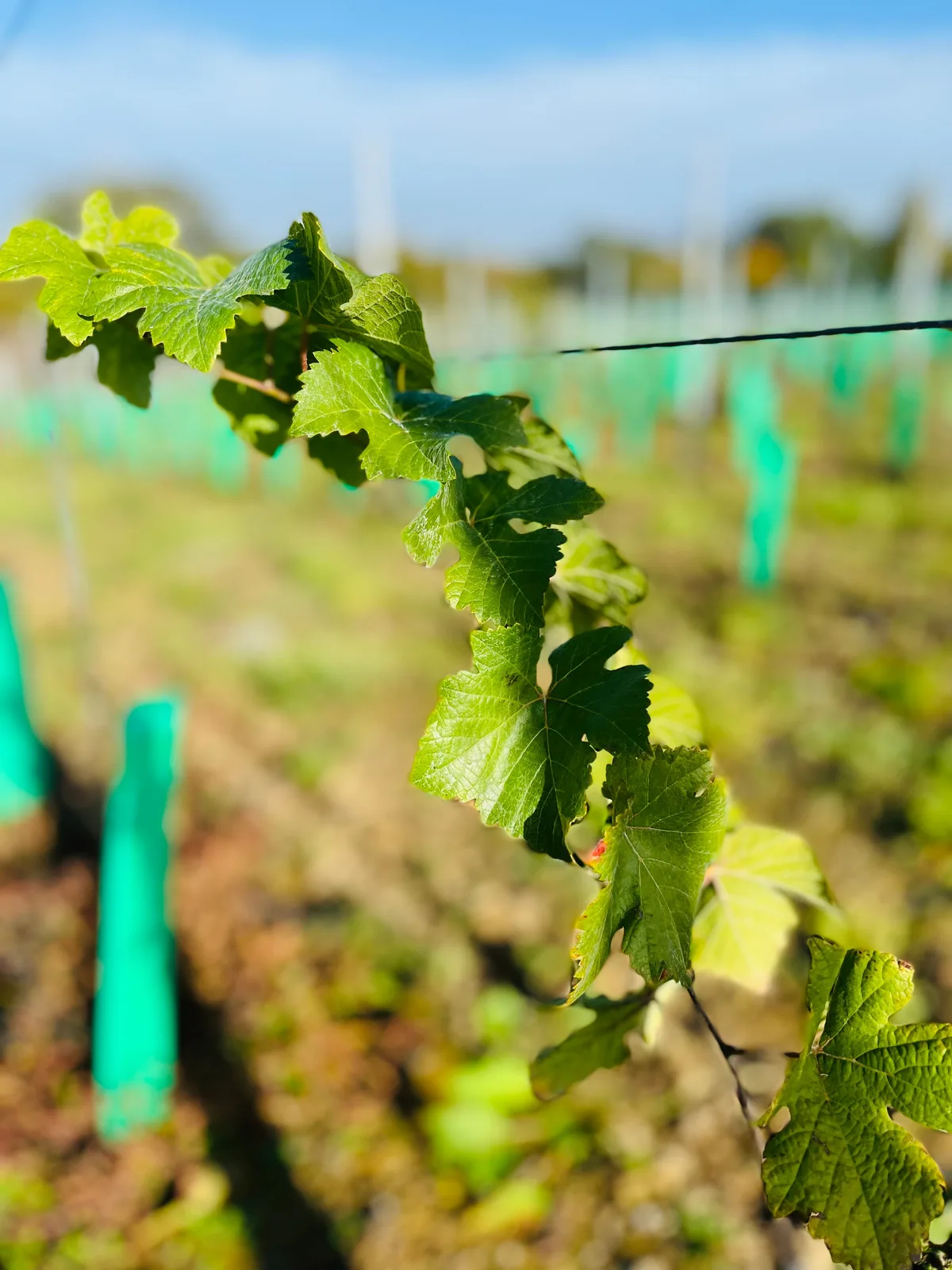 The Secret Vineyard — image 2