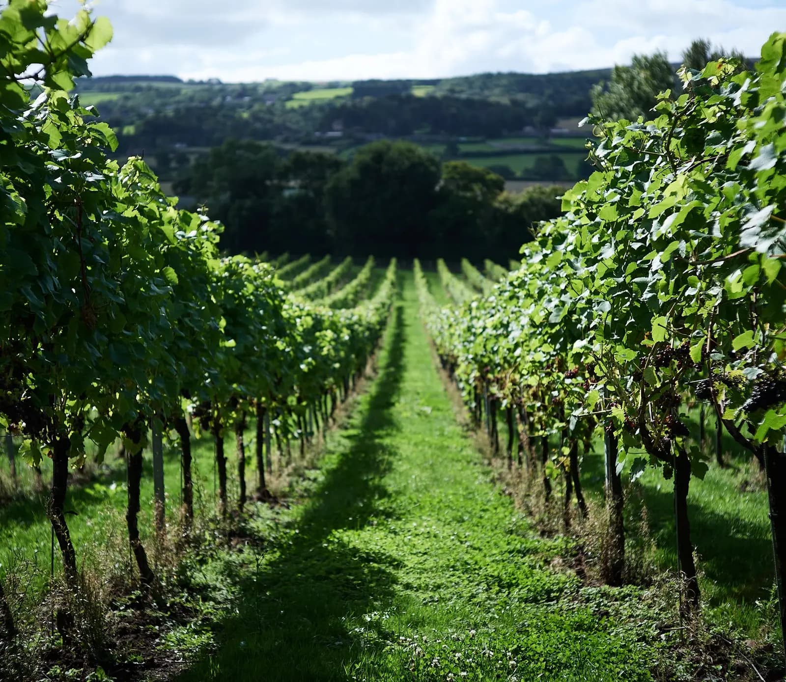 Vineyard at Aldwick