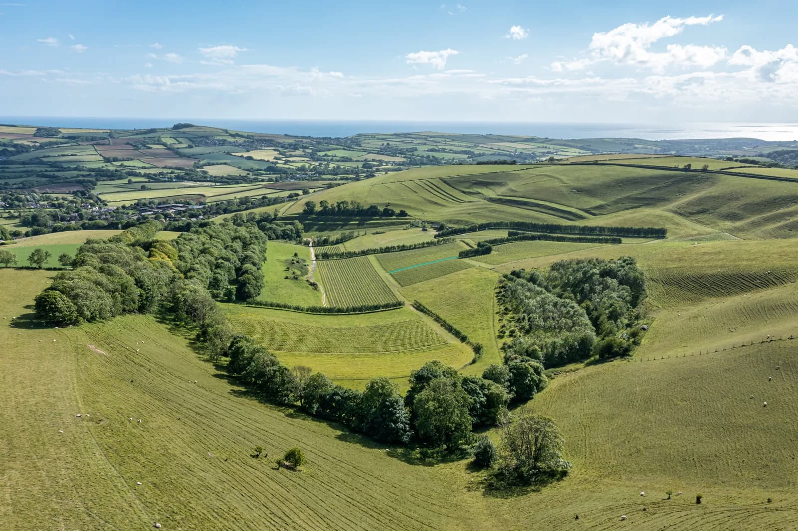 Vineyard at Bride Valley