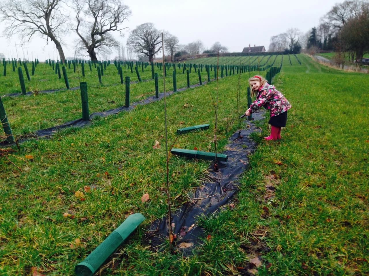 Colemere — image 2
