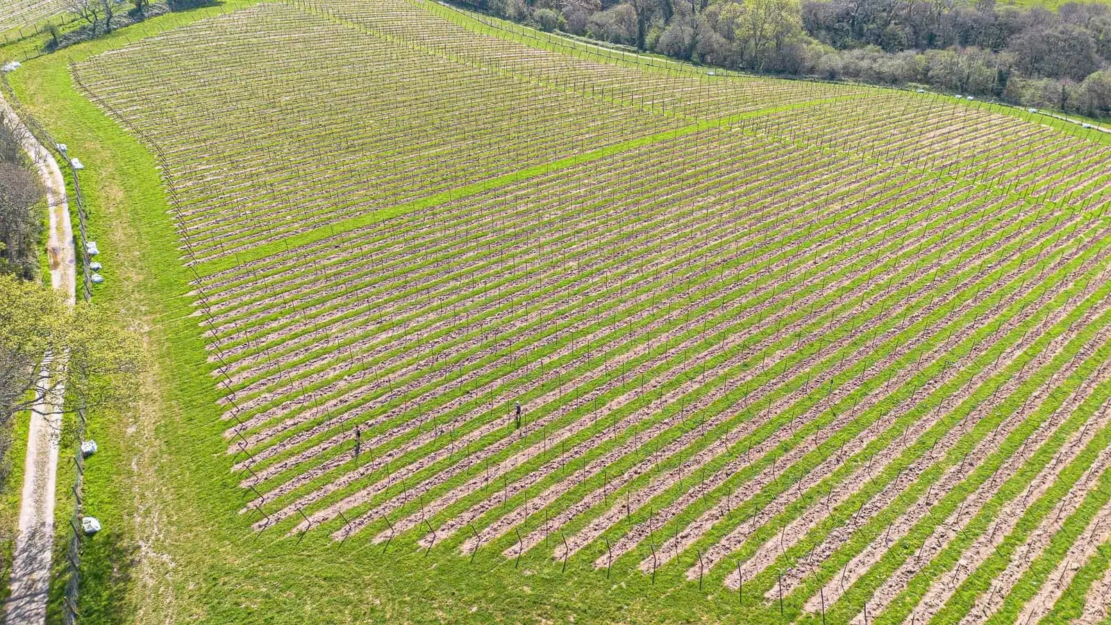 The Cornish Vineyard — image 2