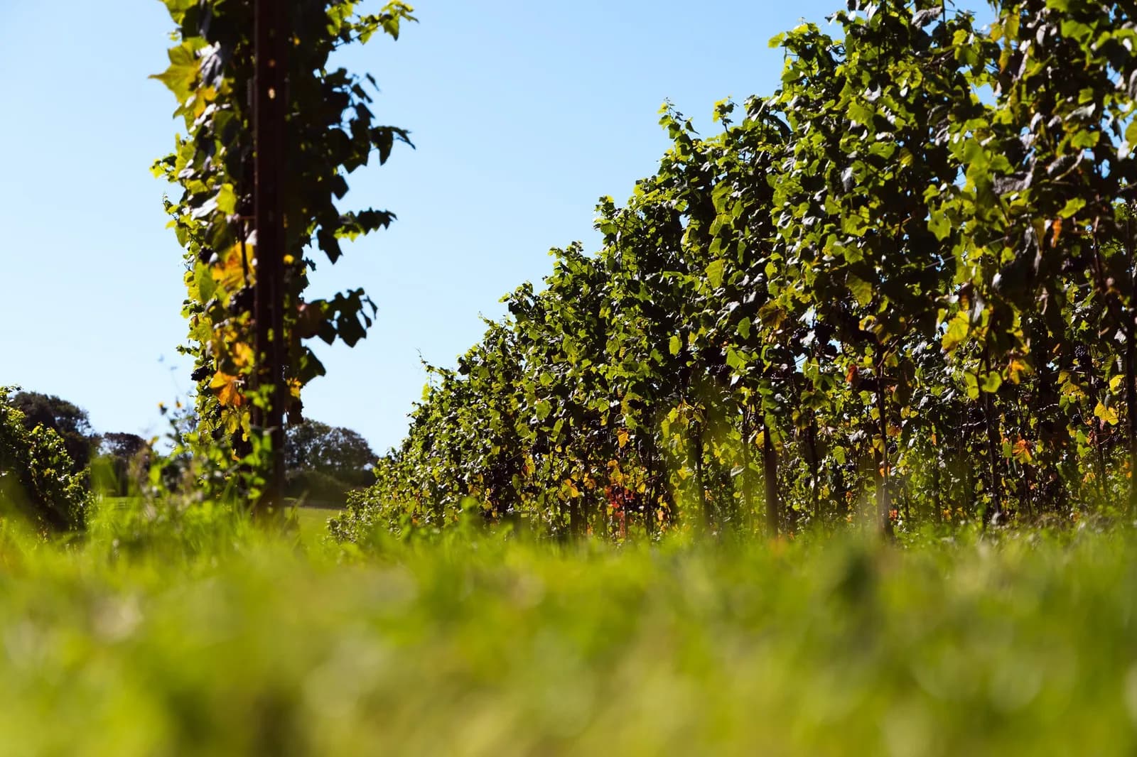 The Cornish Vineyard — image 3
