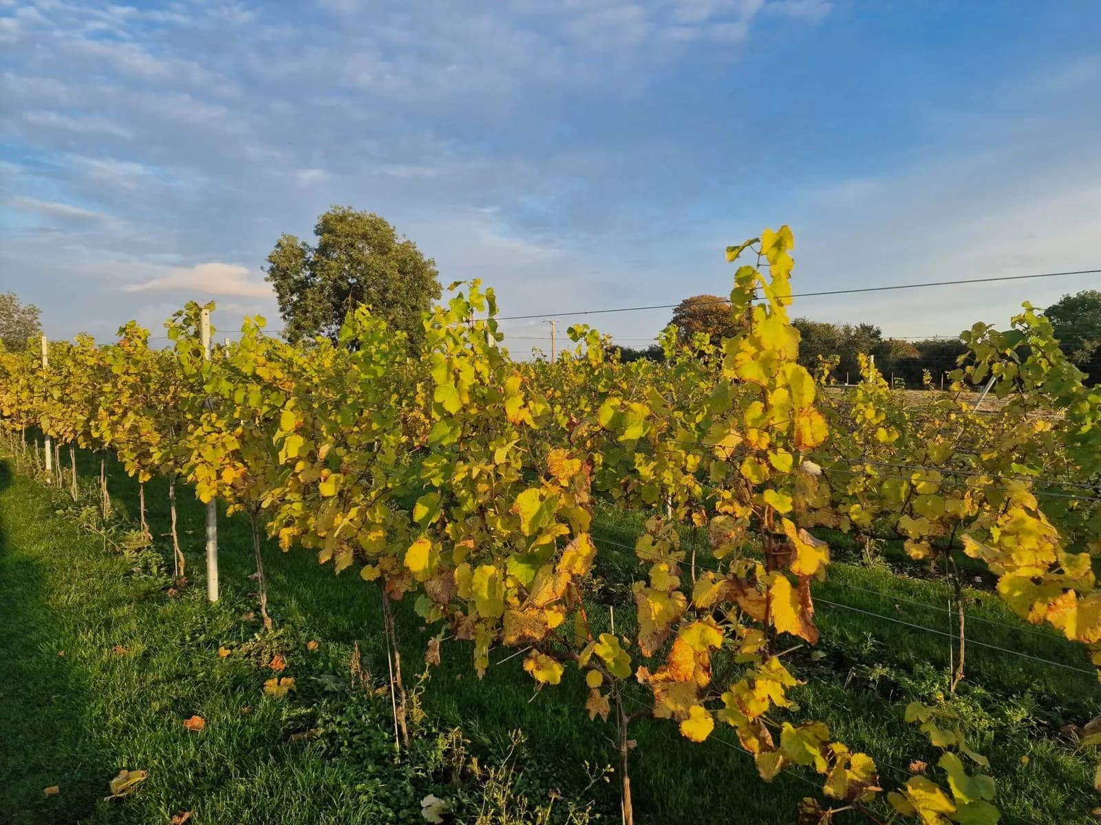Silkstone — image 3