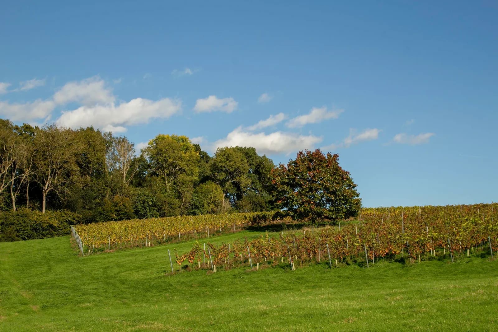 Oast Wood — image 2