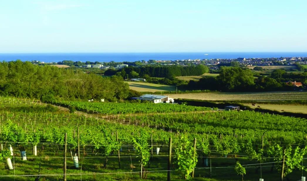 Vineyard at Adgestone