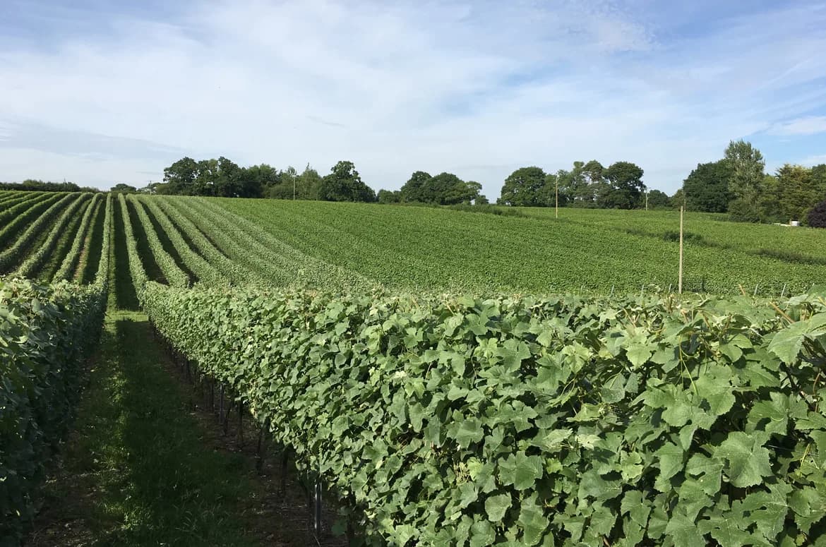 English Oak — image 2
