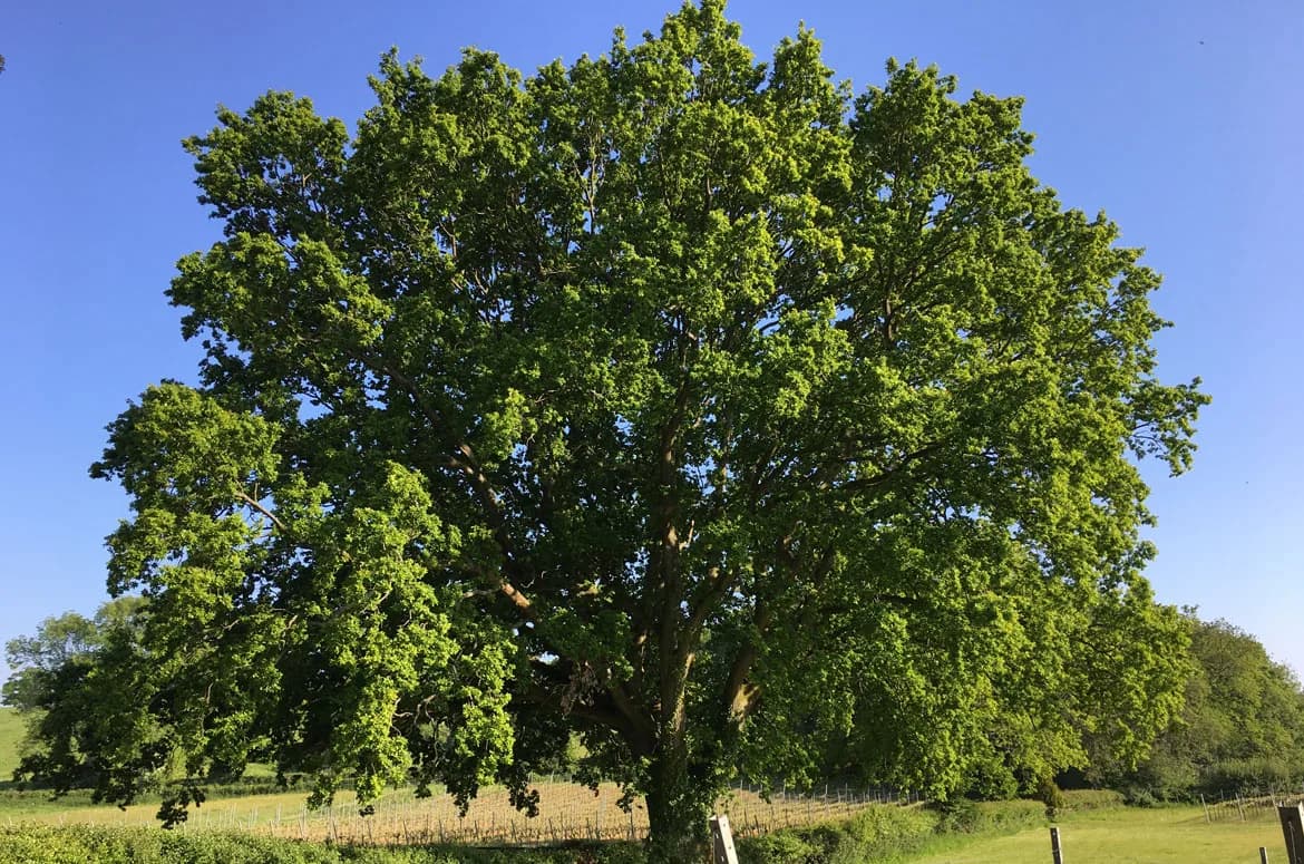 English Oak — image 3
