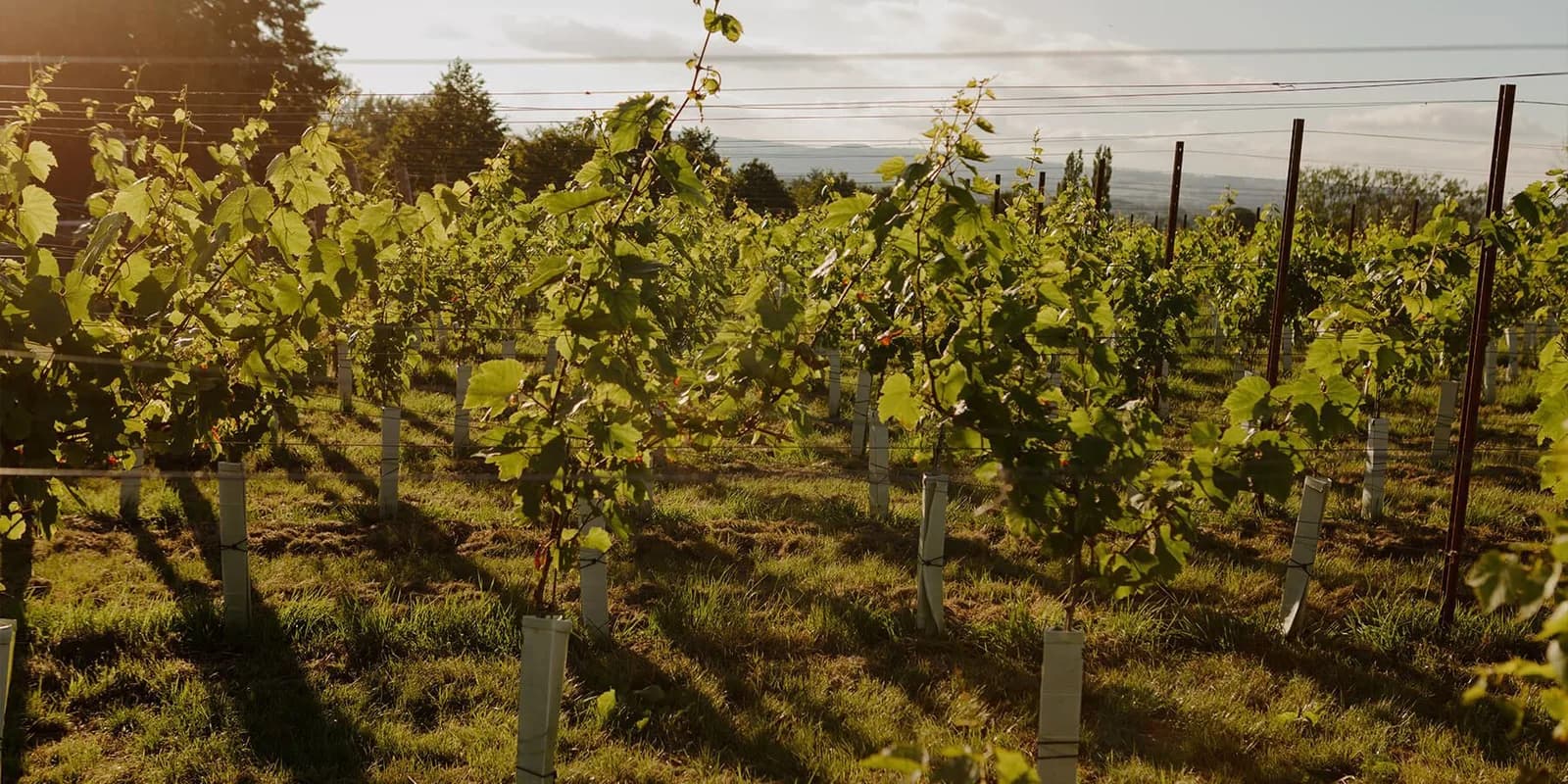 Thornfalcon Winery & Press — image 2