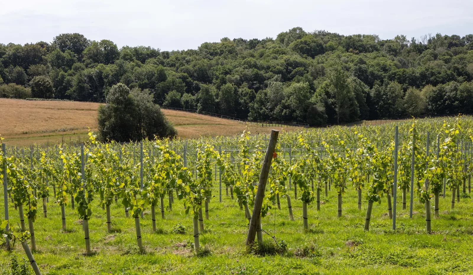 Coes Farm — image 3