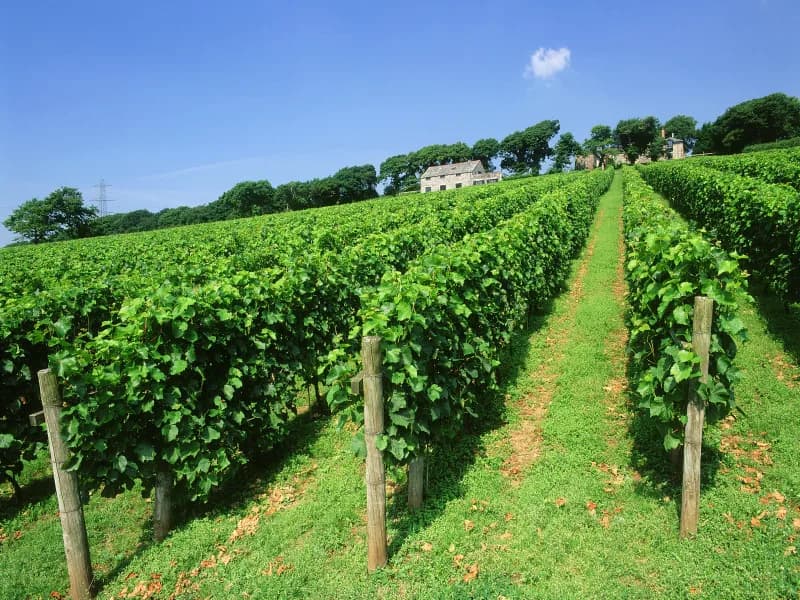 Camel Valley — image 2