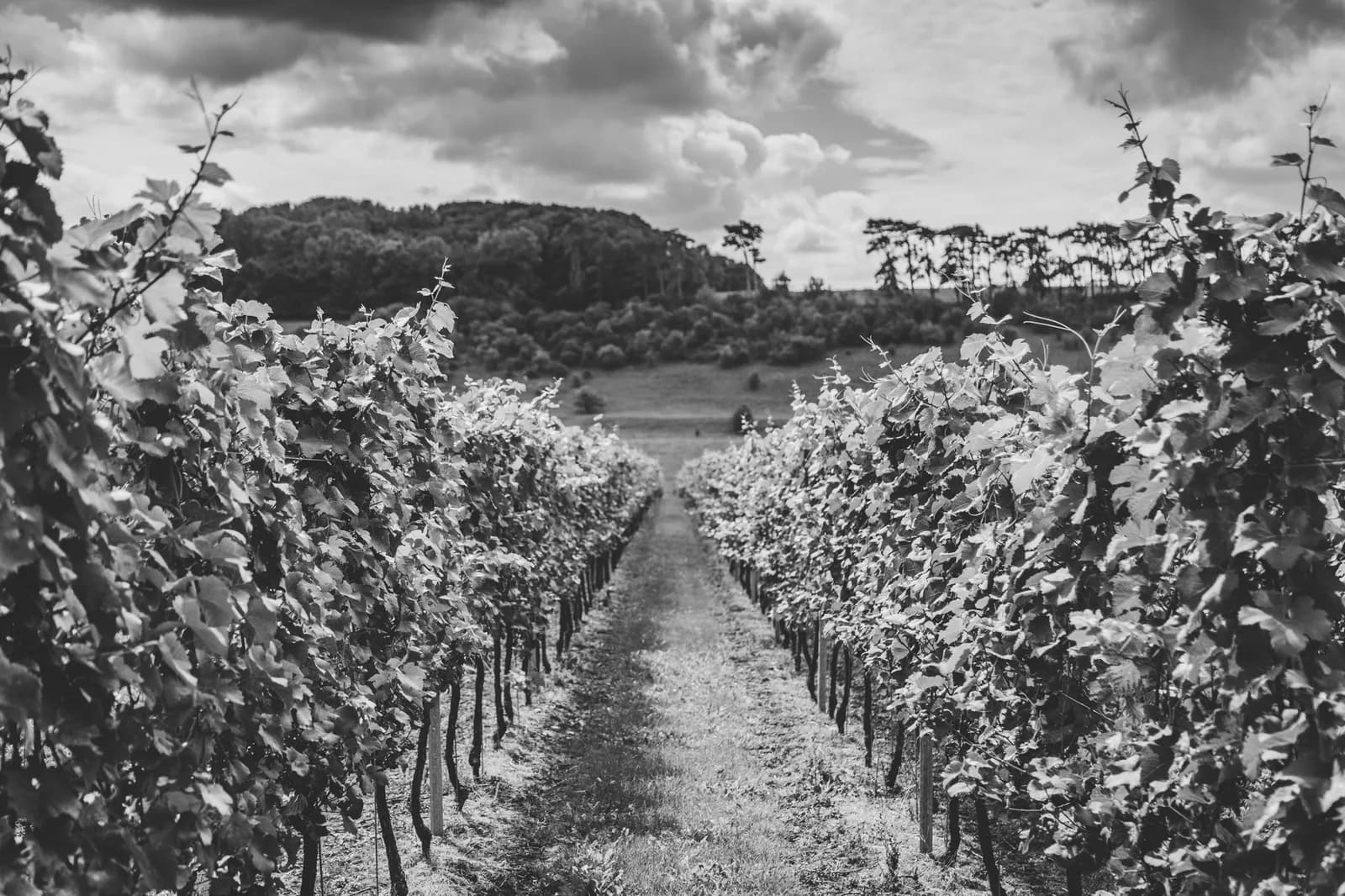 Black Chalk — image 3