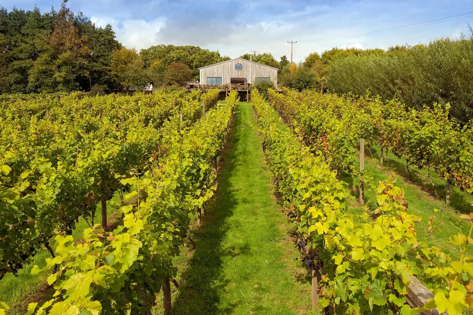 Vineyard at Bosue