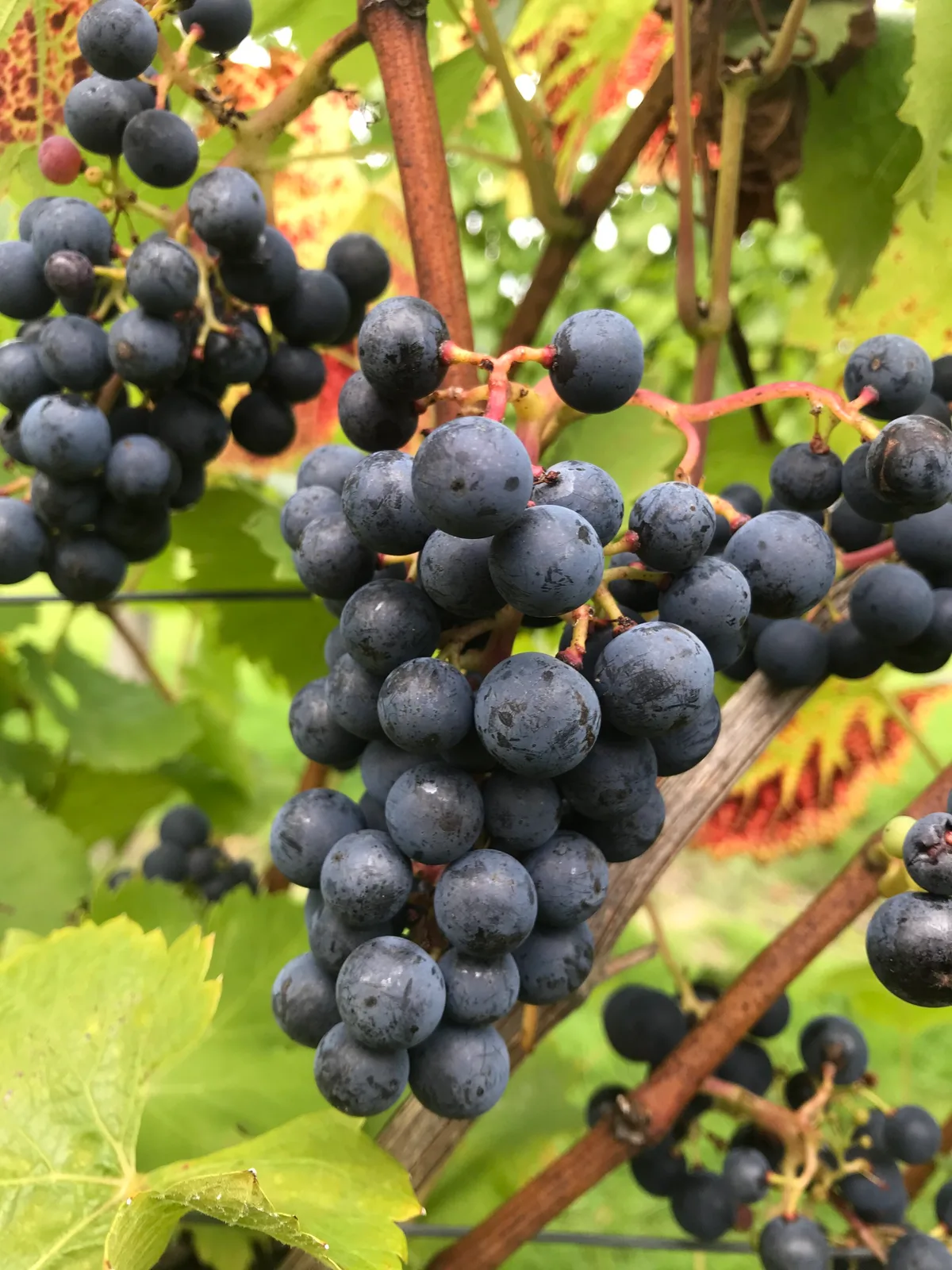 Blackboys Vineyard (Tickerage Wines) — image 2