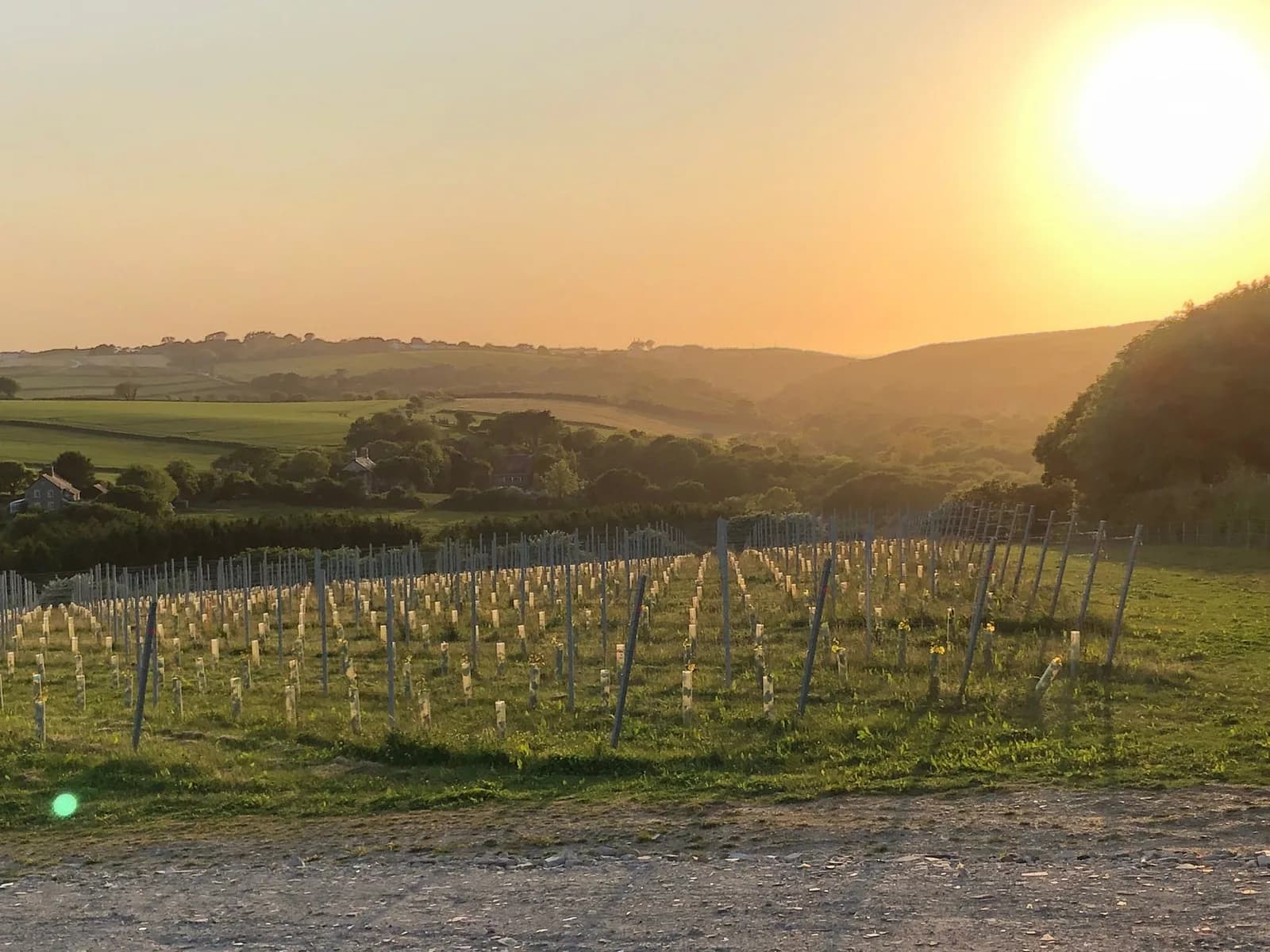 The Atlantic Vineyard — image 2