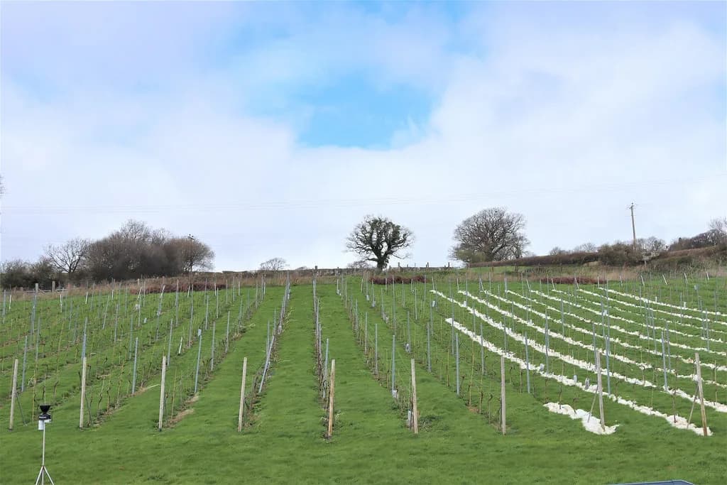 Conwy Vineyard (Gwinllan Conwy) — image 2