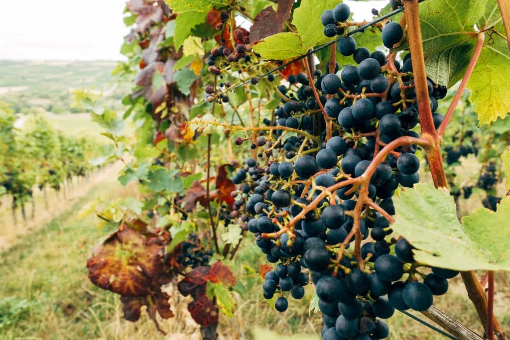 Conwy Vineyard (Gwinllan Conwy) — image 3