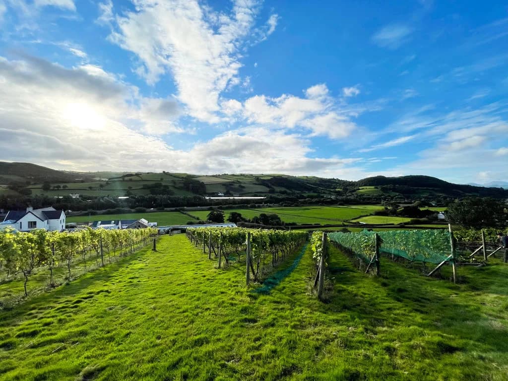 Vineyard at Conwy Vineyard (Gwinllan Conwy)