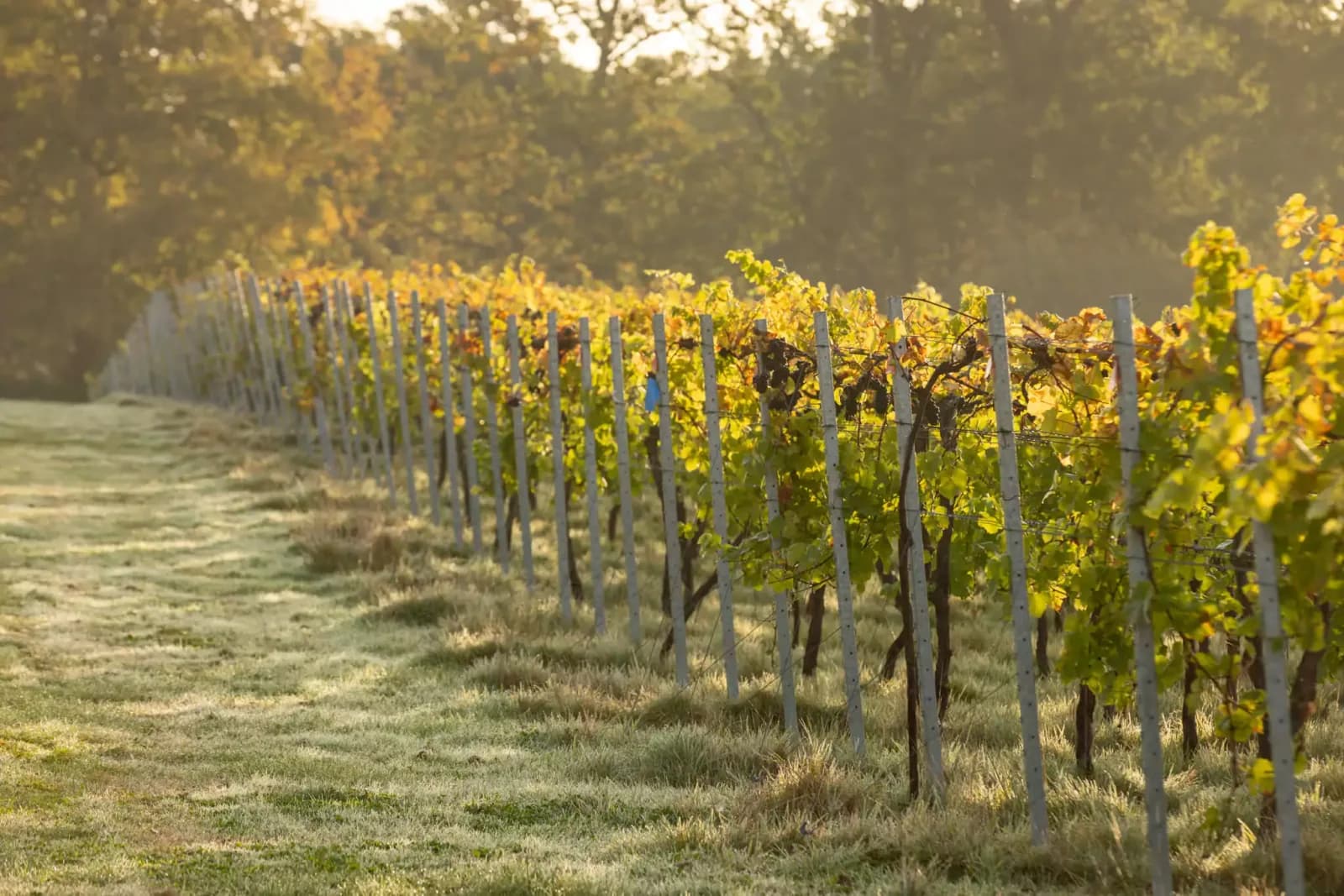 Bolney Wine Estate — image 2