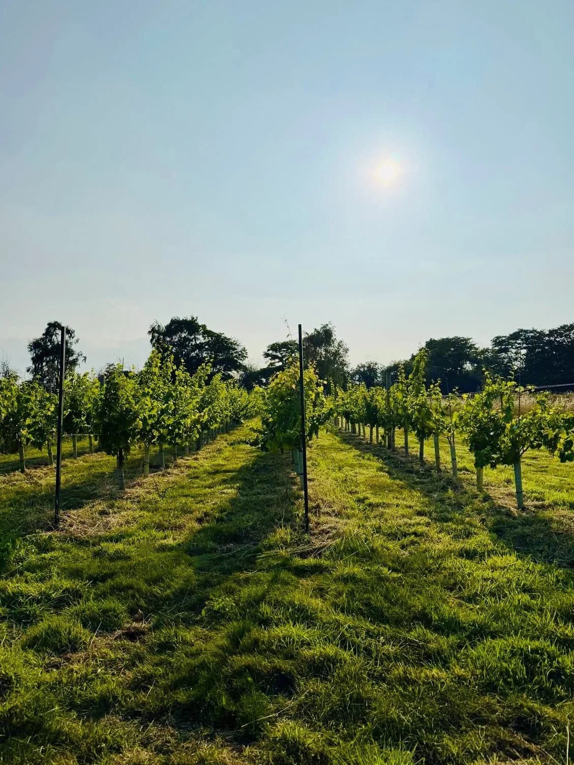 The Shiny Vine — image 3