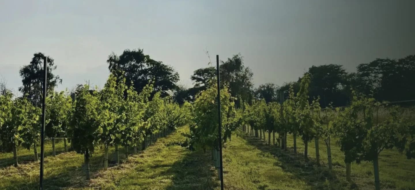 The Shiny Vine — image 1